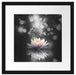 Magische Lotusblüte mit Glitzerstaub B&W Detail Passepartout Quadratisch 40