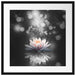 Magische Lotusblüte mit Glitzerstaub B&W Detail Passepartout Quadratisch 55