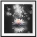 Magische Lotusblüte mit Glitzerstaub B&W Detail Passepartout Quadratisch 70