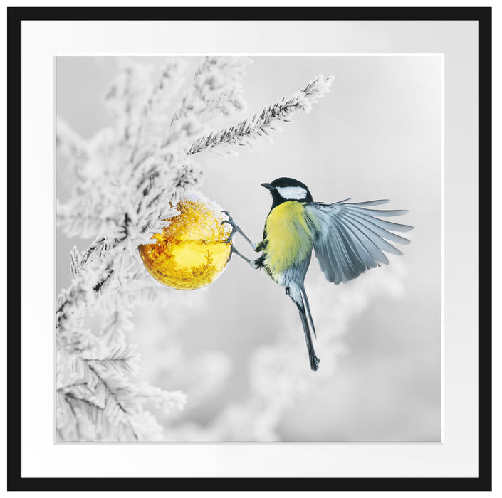 Kohlmeise an goldener Kugel in Winterwald B&W Detail Passepartout Quadratisch 70
