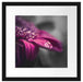 Nahaufnahme Tropfen auf lila Blume B&W Detail Passepartout Quadratisch 40