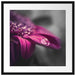 Nahaufnahme Tropfen auf lila Blume B&W Detail Passepartout Quadratisch 55