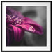 Nahaufnahme Tropfen auf lila Blume B&W Detail Passepartout Quadratisch 70