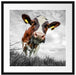 Nahaufnahme Grasende Kuh auf Weide B&W Detail Passepartout Quadratisch 55