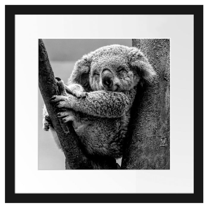 Schlafender Koala im Baum, Monochrome Passepartout Quadratisch 40