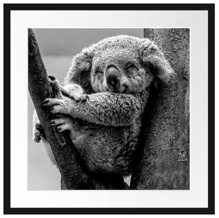 Schlafender Koala im Baum, Monochrome Passepartout Quadratisch 55