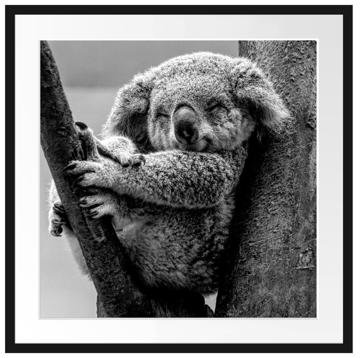 Schlafender Koala im Baum, Monochrome Passepartout Quadratisch 70