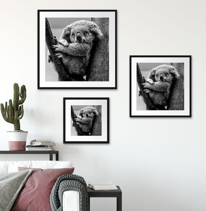 Schlafender Koala im Baum, Monochrome Passepartout Wohnzimmer Quadratisch