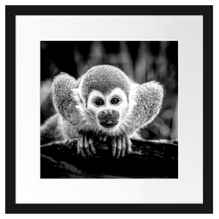 Neugieriges Totenkopfäffchen auf Ast, Monochrome Passepartout Quadratisch 40