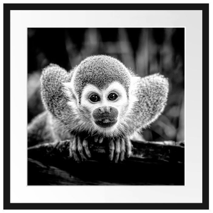 Neugieriges Totenkopfäffchen auf Ast, Monochrome Passepartout Quadratisch 55