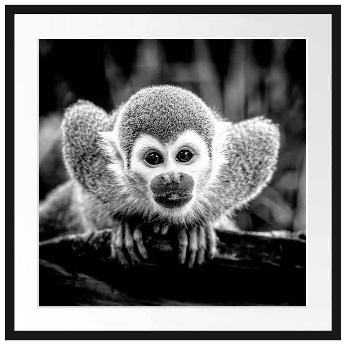 Neugieriges Totenkopfäffchen auf Ast, Monochrome Passepartout Quadratisch 70