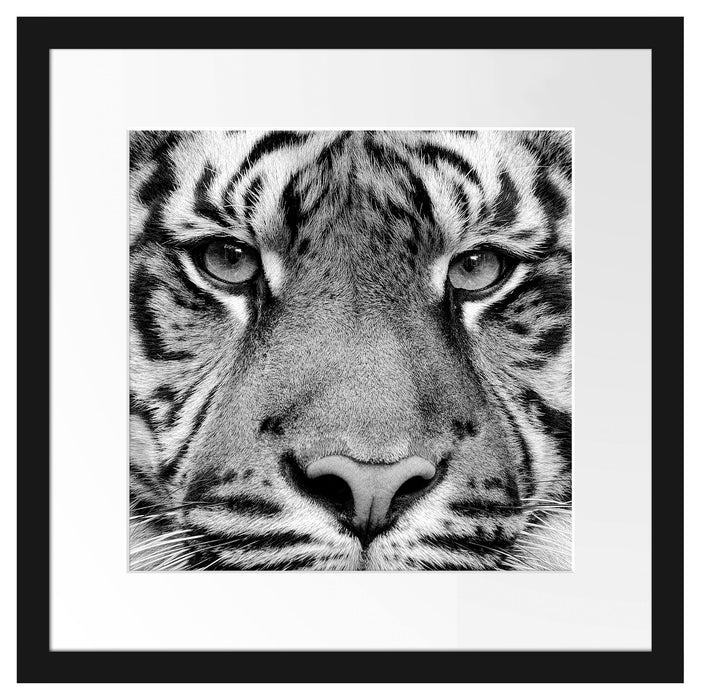 Nahaufnahme Sumatra Tiger, Monochrome Passepartout Quadratisch 40