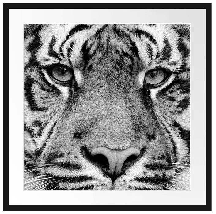 Nahaufnahme Sumatra Tiger, Monochrome Passepartout Quadratisch 70