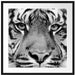 Nahaufnahme Sumatra Tiger, Monochrome Passepartout Quadratisch 70