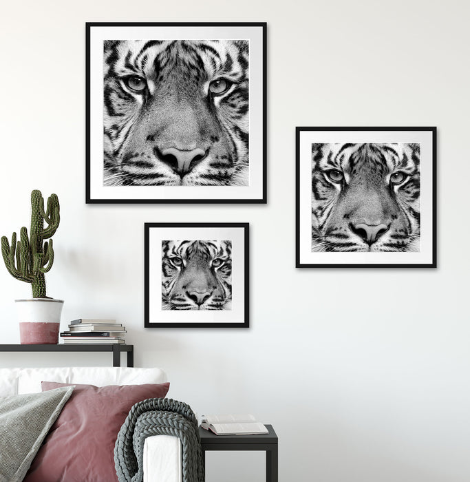 Nahaufnahme Sumatra Tiger, Monochrome Passepartout Wohnzimmer Quadratisch