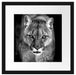 Bedrohlicher Puma Nahaufnahme, Monochrome Passepartout Quadratisch 40