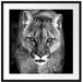 Bedrohlicher Puma Nahaufnahme, Monochrome Passepartout Quadratisch 70