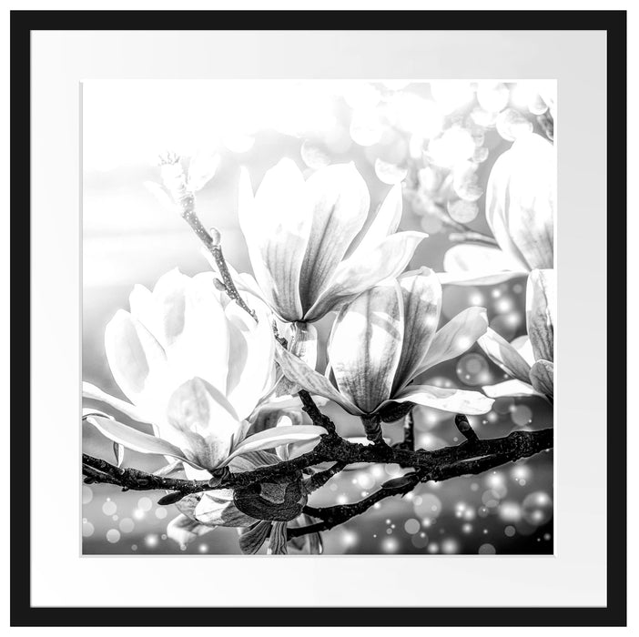 Wunderschöne Magnolien Nahaufnahme, Monochrome Passepartout Quadratisch 55