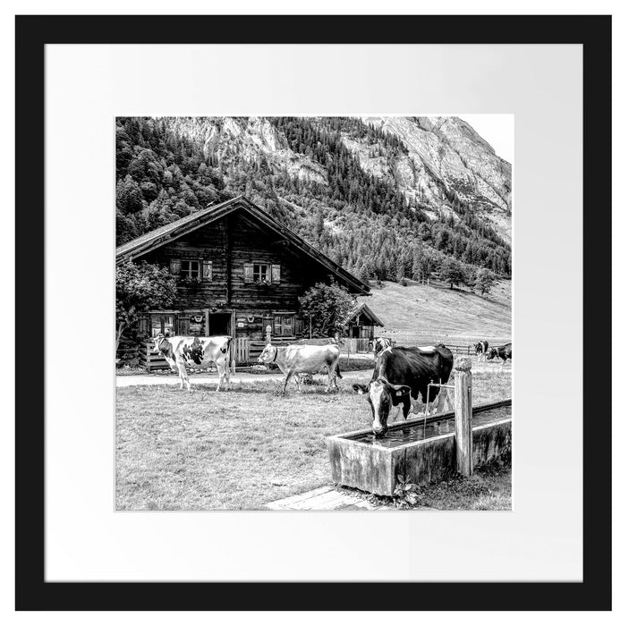 Kühe vor Blochhütte auf Albenweide, Monochrome Passepartout Quadratisch 40