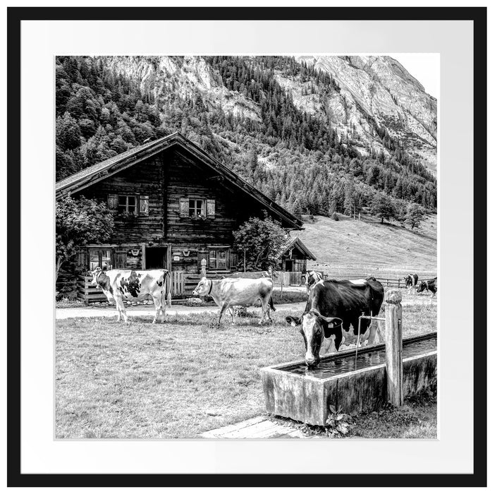 Kühe vor Blochhütte auf Albenweide, Monochrome Passepartout Quadratisch 70