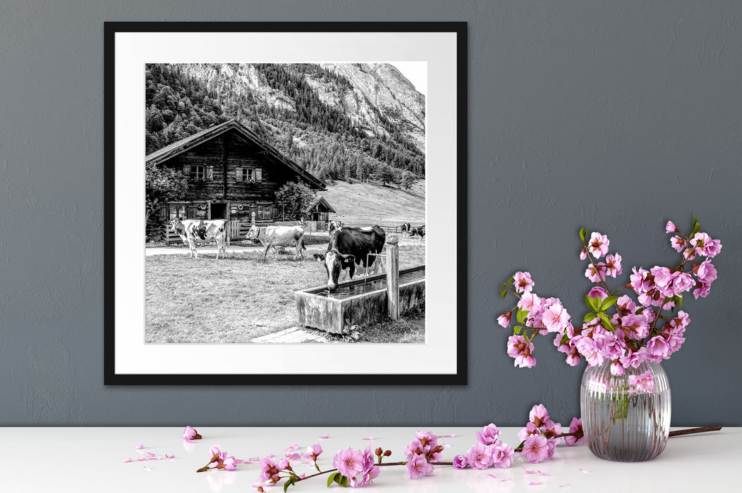 Kühe vor Blochhütte auf Albenweide, Monochrome Passepartout Detail Quadratisch