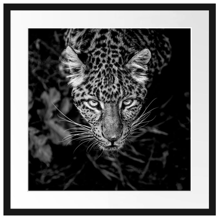 gefährlicher Panther im Wald von oben, Monochrome Passepartout Quadratisch 55