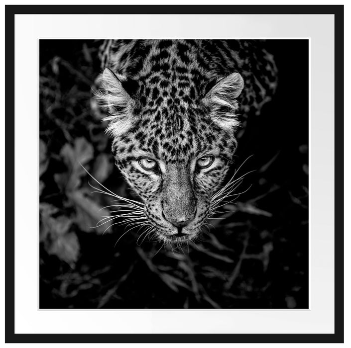 gefährlicher Panther im Wald von oben, Monochrome Passepartout Quadratisch 70