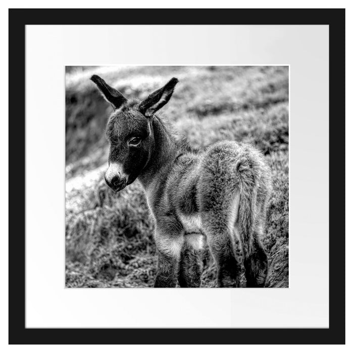 Niedliches Eselkind auf Bergwiese, Monochrome Passepartout Quadratisch 40