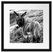 Niedliches Eselkind auf Bergwiese, Monochrome Passepartout Quadratisch 40