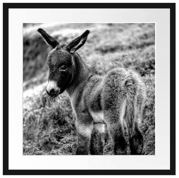 Niedliches Eselkind auf Bergwiese, Monochrome Passepartout Quadratisch 55