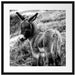 Niedliches Eselkind auf Bergwiese, Monochrome Passepartout Quadratisch 55