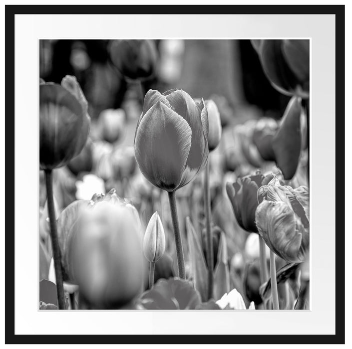 Bunte holländische Tulpen Nahaufnahme, Monochrome Passepartout Quadratisch 70