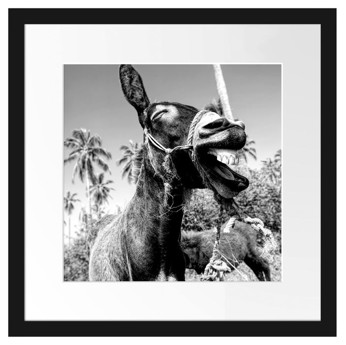 Lustiger lachender Esel unter Palmen, Monochrome Passepartout Quadratisch 40