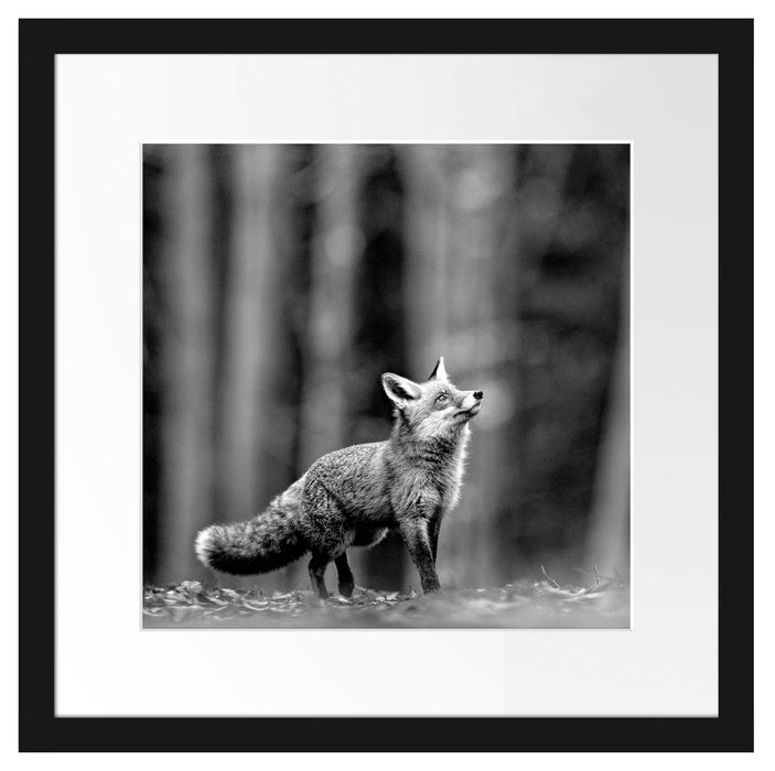 Neugieriger Fuchs im Herbstwald, Monochrome Passepartout Quadratisch 40