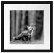Neugieriger Fuchs im Herbstwald, Monochrome Passepartout Quadratisch 40