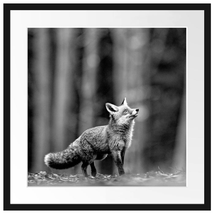 Neugieriger Fuchs im Herbstwald, Monochrome Passepartout Quadratisch 55