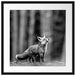 Neugieriger Fuchs im Herbstwald, Monochrome Passepartout Quadratisch 55