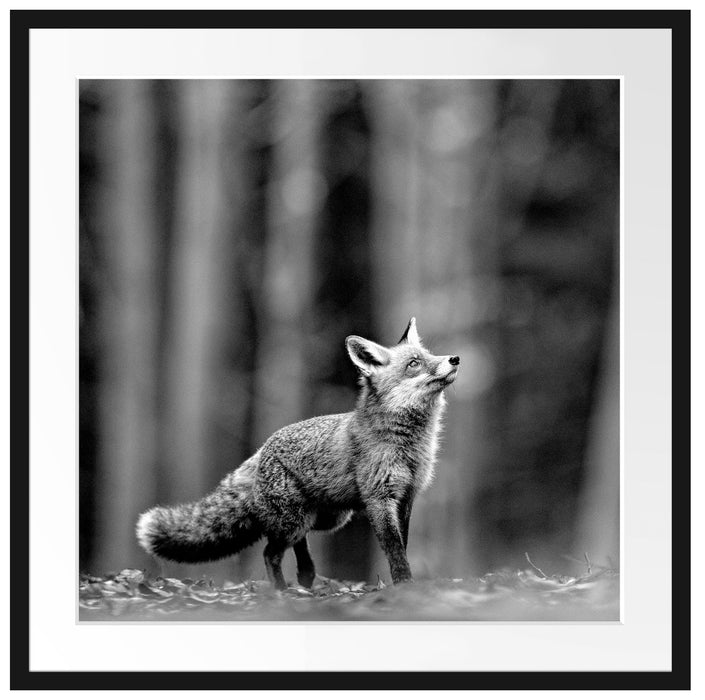 Neugieriger Fuchs im Herbstwald, Monochrome Passepartout Quadratisch 70