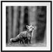 Neugieriger Fuchs im Herbstwald, Monochrome Passepartout Quadratisch 70
