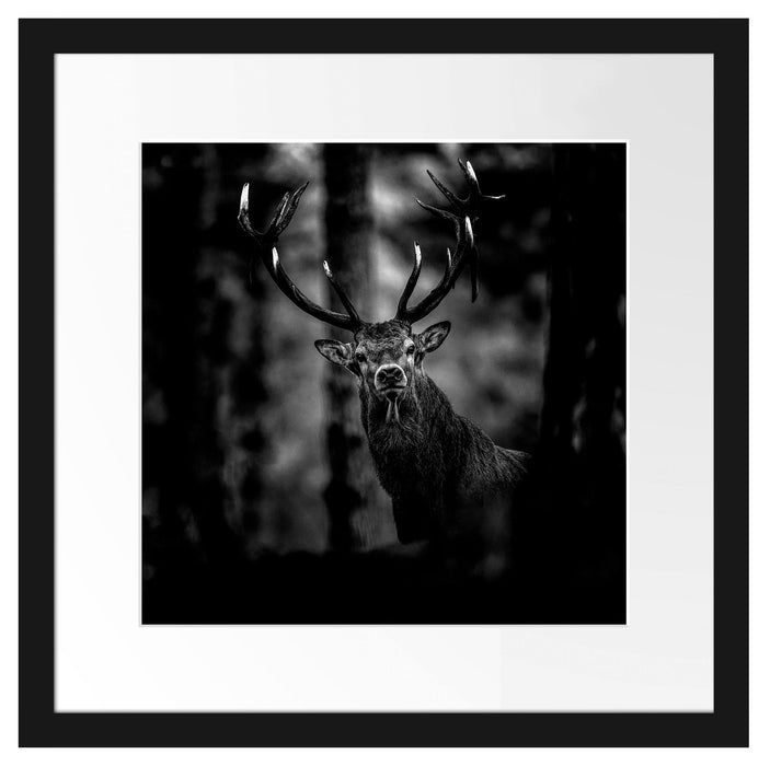 Hirsch im Wald schaut neugierig in die Kamera, Monochrome Passepartout Quadratisch 40