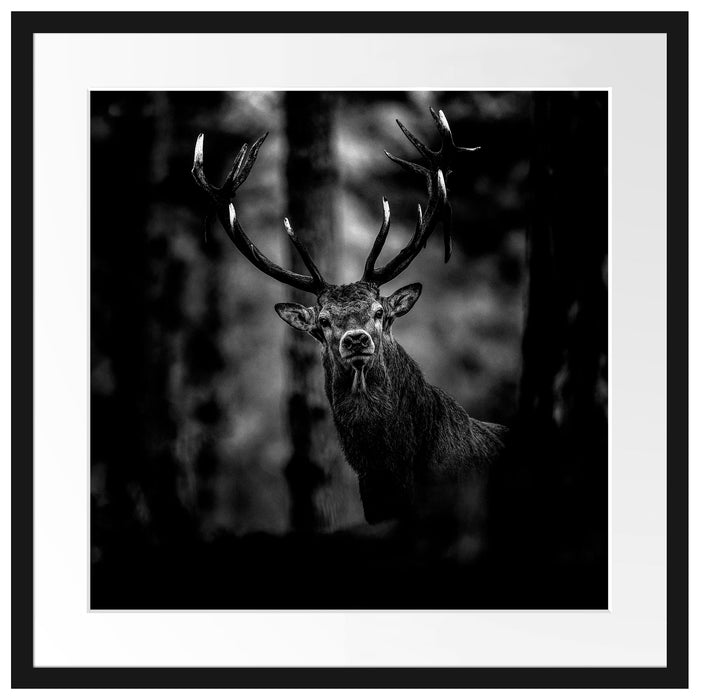 Hirsch im Wald schaut neugierig in die Kamera, Monochrome Passepartout Quadratisch 55