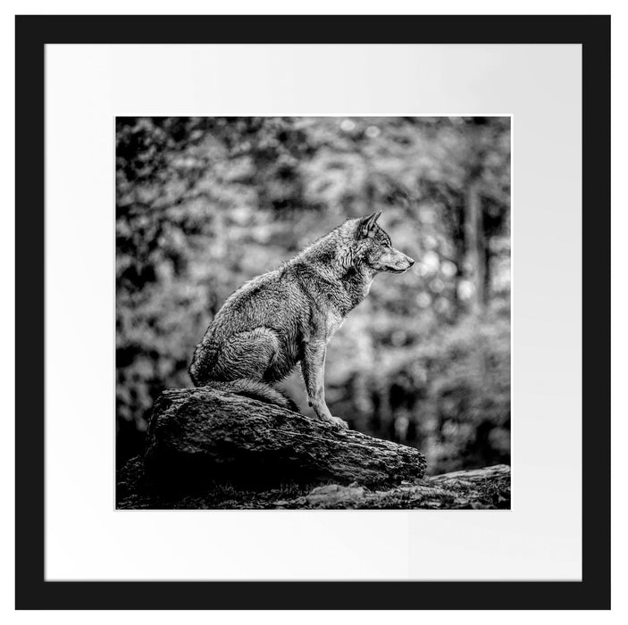 Wolf sitzt auf einem Stein im Herbstwald, Monochrome Passepartout Quadratisch 40