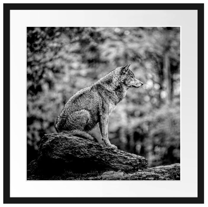 Wolf sitzt auf einem Stein im Herbstwald, Monochrome Passepartout Quadratisch 55