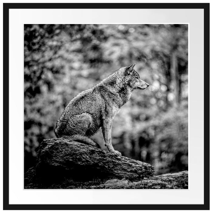Wolf sitzt auf einem Stein im Herbstwald, Monochrome Passepartout Quadratisch 70