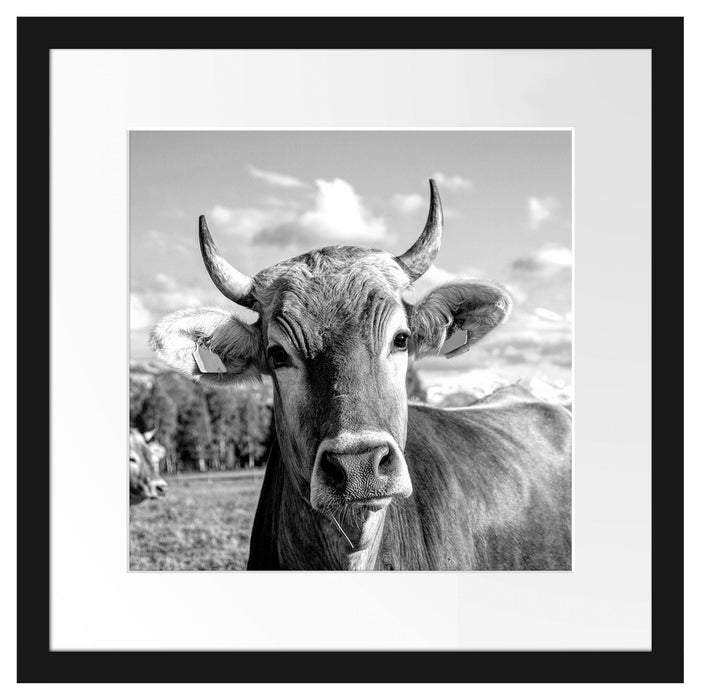 Neugierige Kuh auf Weide im Allgäu, Monochrome Passepartout Quadratisch 40