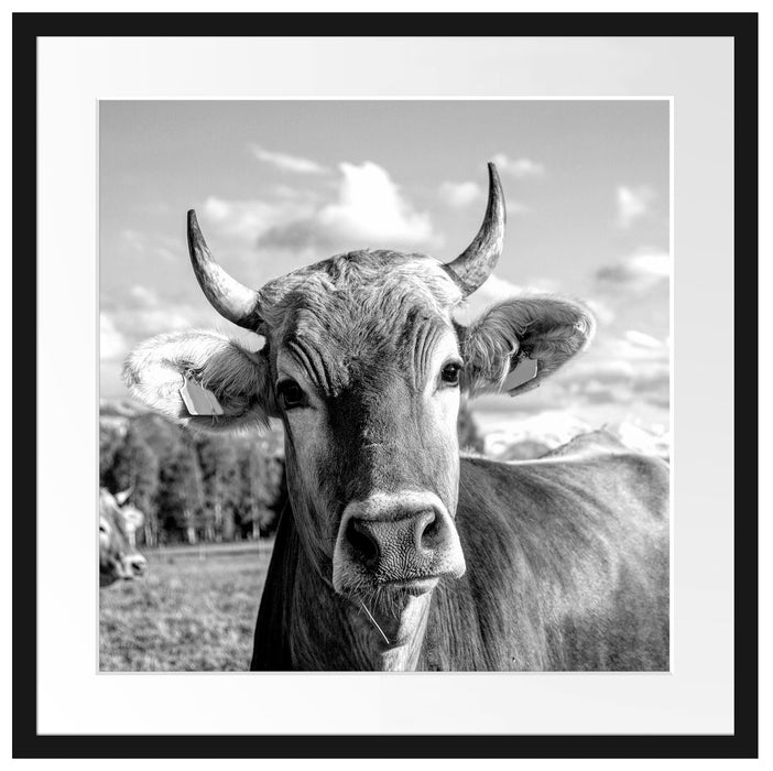 Neugierige Kuh auf Weide im Allgäu, Monochrome Passepartout Quadratisch 55