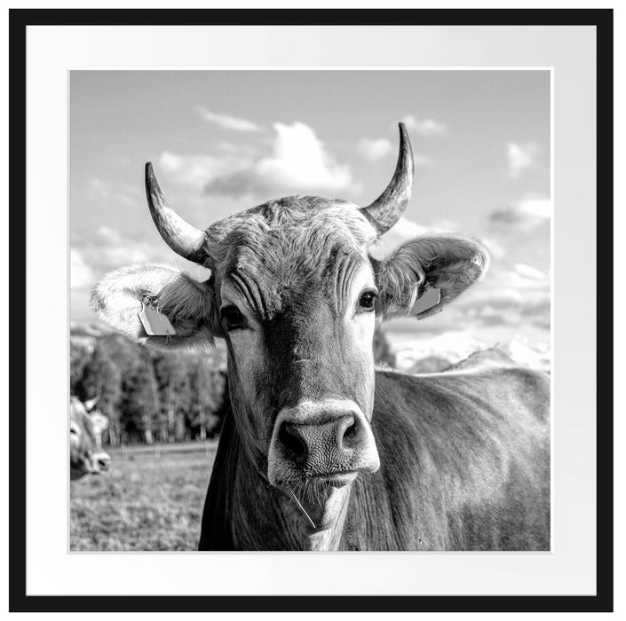 Neugierige Kuh auf Weide im Allgäu, Monochrome Passepartout Quadratisch 70