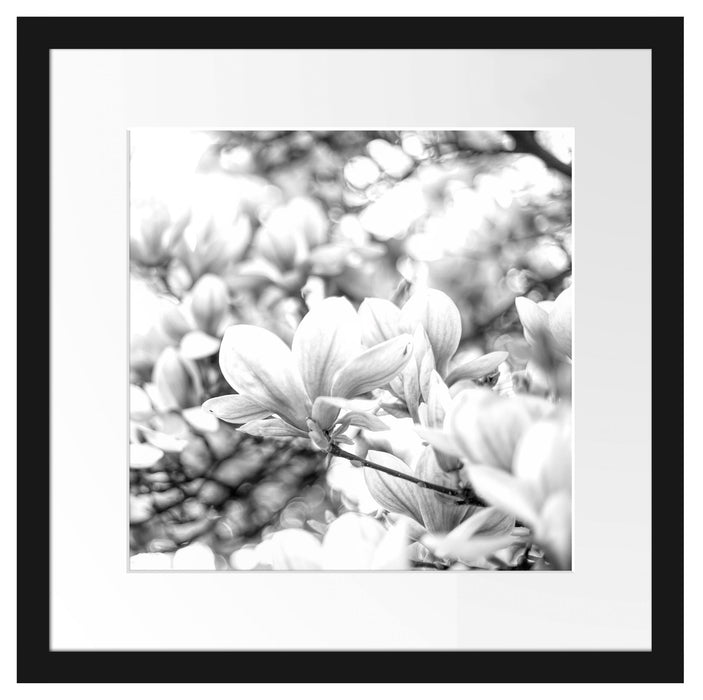 Nahaufnahme blühender Magnolienbaum, Monochrome Passepartout Quadratisch 40