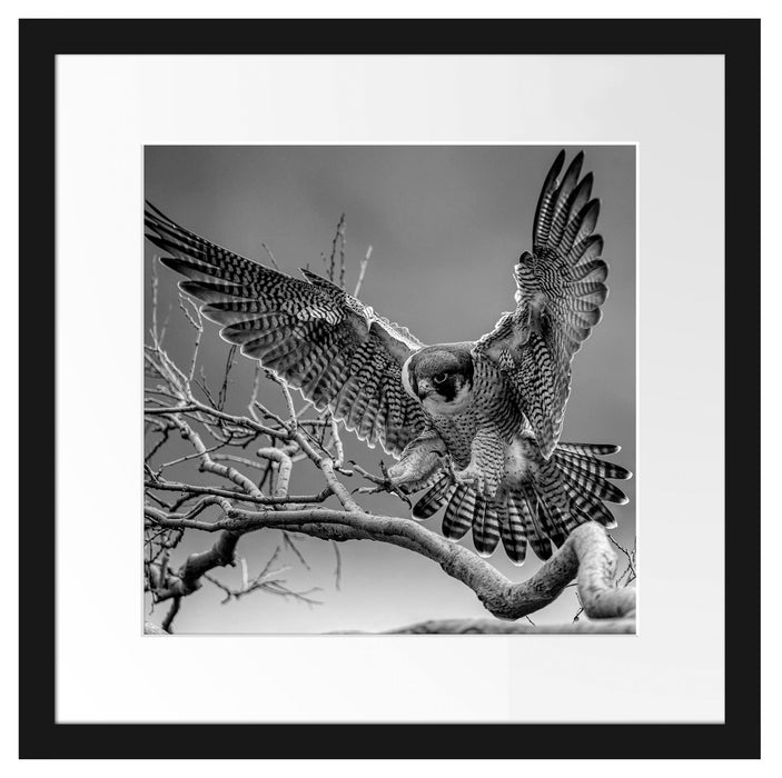 Falke landet auf kahlem Ast, Monochrome Passepartout Quadratisch 40