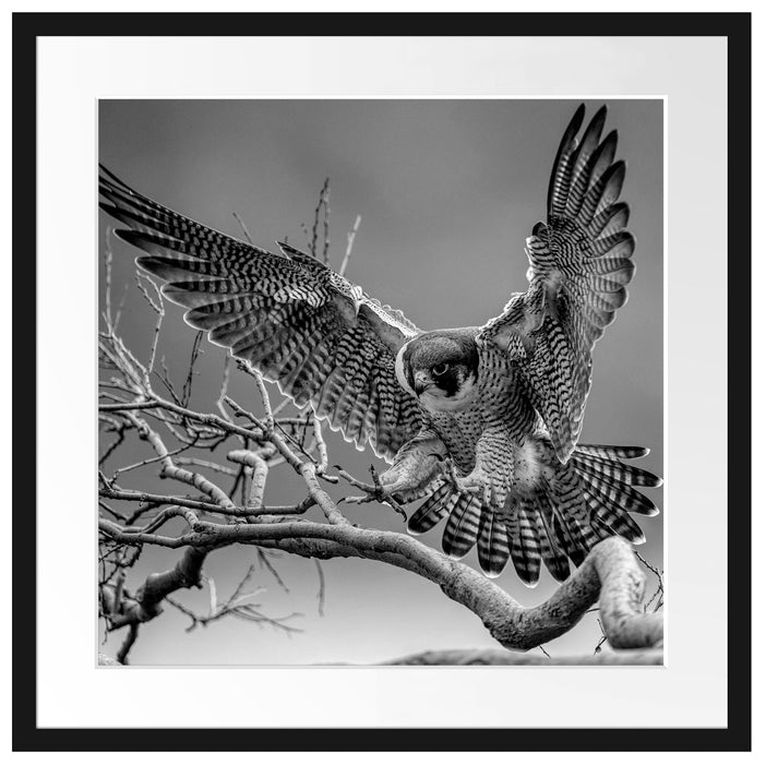 Falke landet auf kahlem Ast, Monochrome Passepartout Quadratisch 55